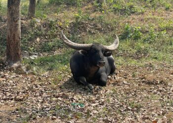 उदन्ती सीतानदी टाइगर रिजर्व के अंतिम बचे वन भैंसे छोटू की शुद्धता जांच की मांग पर मौन क्यों हैं अधिकारी