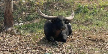 उदन्ती सीतानदी टाइगर रिजर्व के अंतिम बचे वन भैंसे छोटू की शुद्धता जांच की मांग पर मौन क्यों हैं अधिकारी