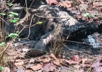 प्रतापपुर वन क्षेत्र में बड़ा हादसा: 11 केवी बिजली तार गिरने से करंट की चपेट में आए तीन भालू, एक का शव बुरी तरह जला