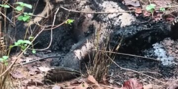 प्रतापपुर वन क्षेत्र में बड़ा हादसा: 11 केवी बिजली तार गिरने से करंट की चपेट में आए तीन भालू, एक का शव बुरी तरह जला