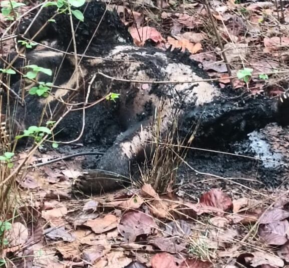 प्रतापपुर वन क्षेत्र में बड़ा हादसा: 11 केवी बिजली तार गिरने से करंट की चपेट में आए तीन भालू, एक का शव बुरी तरह जला