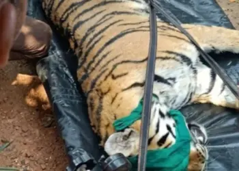 कान्हा टाइगर रिजर्व में नौवें बाघ शावक की मौत, कैनाइन डिस्टेंपर वायरस से मौत की आशंका