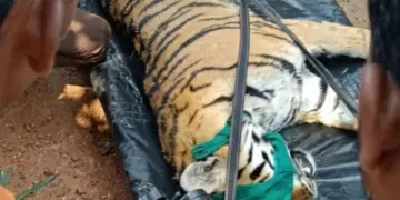 कान्हा टाइगर रिजर्व में नौवें बाघ शावक की मौत, कैनाइन डिस्टेंपर वायरस से मौत की आशंका